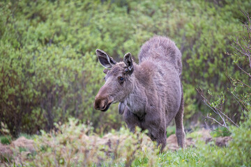 young bull moose in spring willows