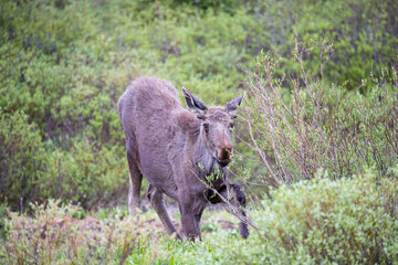 young bull moose in spring willows