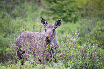 young bull moose in spring willows