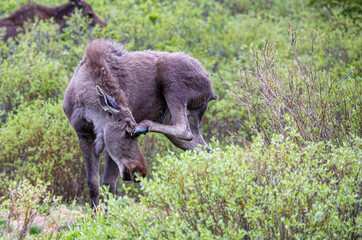 Fototapeta premium young bull moose in spring willows