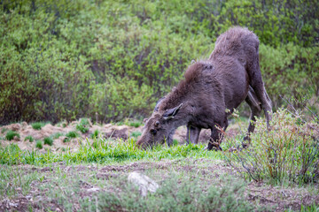 young bull moose in spring willows