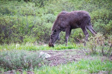 young bull moose in spring willows