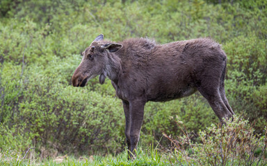 young bull moose in spring willows
