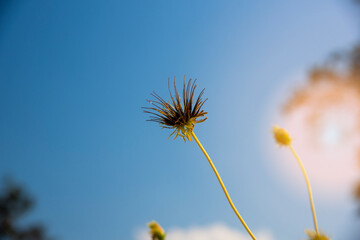 Brown seeds of cosmos flower on tree, the forest and the blue sky background