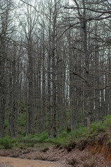 Akfadou forest in Bejaia, Algeria, a Forest of oak and beech