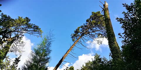 Low angle shot of a falling pine tree