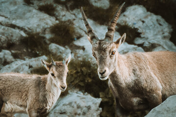 ibex in the wild in the Alpstein region in Appenzell