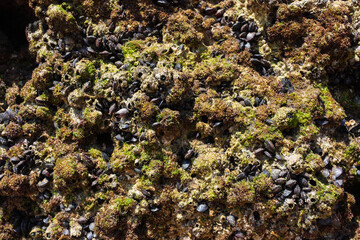 Rock with mussels and seaweed at Praia da Rocha, Algarve