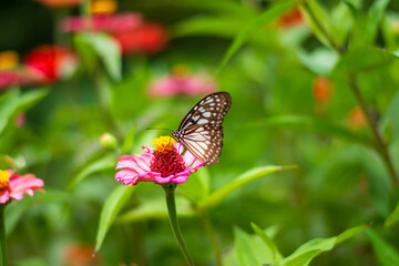 Flowers daisies in summer spring meadow on background blue sky with white clouds, flying orange butterfly, wide format. Summer natural idyllic pastoral landscape, copy space.