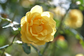 ヘンリー・フォンダ　バラ