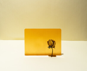 Old dried rose flower on orange square over yellow cream background and lines