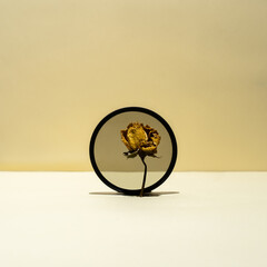 Old dried rose flower on greay circle over yellow cream background and lines