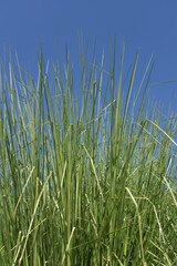 葉模様　自然の模様