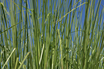 葉模様　自然の造形