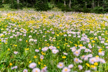 Fototapeta premium Wildflowers Glacier National Park