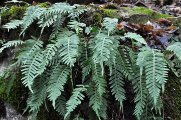 Fern Polypodium vulgare grows on a rock in the woods