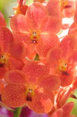 Obraz na płótnie Canvas Thai orange orchid with funny face closeup. Chiangmai, Thailand.