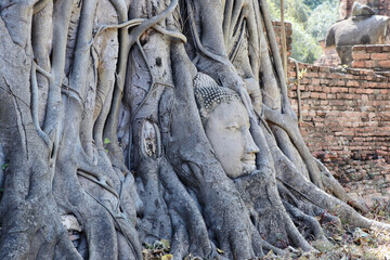 Fototapeta na wymiar Buddha Tree Trunk