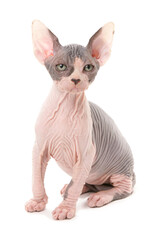 Sphynx Kitten