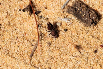 Velvet Ant (Ephutomorpha ferruginata) South Australia