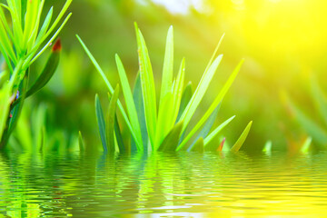 Fototapeta na wymiar Close-up Of Fresh Green Leaves In Water