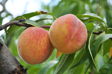 On the tree branch ripe peach fruits