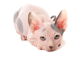 Sphynx Kitten