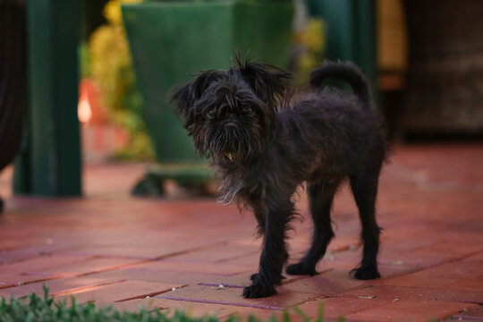 Small black brussels griffon puppy standing on brick path looking at camera