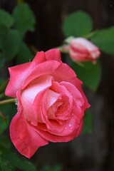 Water droplets on pink rose with small rose bud in the background. Selective focus. Copy space.