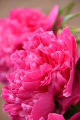 Pink peonies with selective focus.