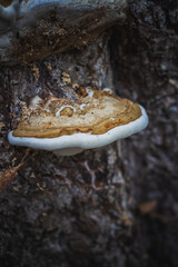 tinder fungus growing on a tree