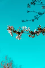 Fotobehang Aquablauw kersenbloesem in de lente
