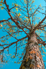 tree with sky