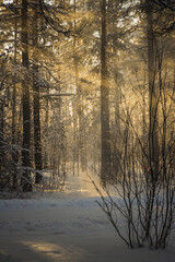Winter forest in the rays of the setting sun