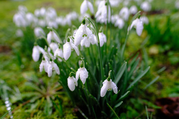 Obraz na płótnie Canvas Close-up of early spring white flowers of Galanthus nivalis or snowdrop plant growing densely in in the green forest meadow