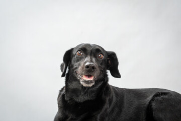 Two Clicks Fotografia - Fotografia Pet