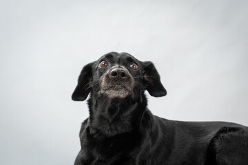 Fototapeta premium Two Clicks Fotografia - Fotografia Pet