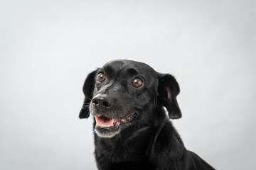 Two Clicks Fotografia - Fotografia Pet