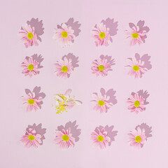 Fototapeta na wymiar Pink pattern made with daisy flowers. Break the pattern or woman's day concept. Modern minimal flat lay.
