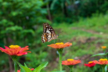 Flowers daisies in summer spring meadow on background blue sky with white clouds, flying orange butterfly, wide format. Summer natural idyllic pastoral landscape, copy space.