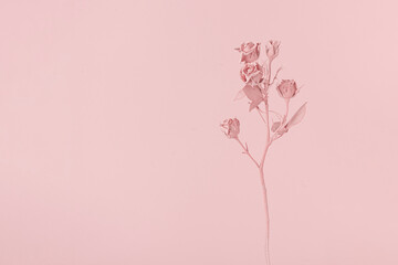 Romantic pink painted rose flower. Minimal nature layout.. Pink natural background concept.