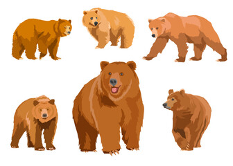 set of wild bears vector 