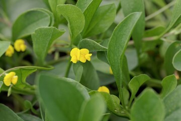 Flower of a caterpillar pant, Scorpiurus muricatus