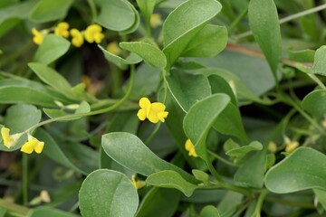 Obraz premium Flower of a caterpillar pant, Scorpiurus muricatus