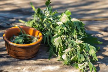 Leonurus cardiaca, motherwort, throw-wort, lion's ear, lion's tail medicinal plant In wooden plate. Ingredient for cosmetology and non-traditional medicine. Blooming in summer