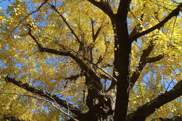 Autumn leaves in the Ueno park