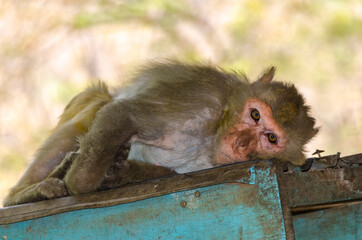 Monkey finds a place to relax at the Mount Popa Monastery in Myanmar