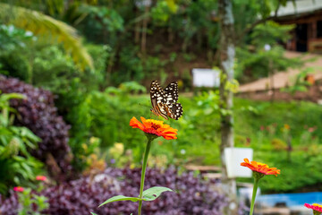Flowers daisies in summer spring meadow on background blue sky with white clouds, flying orange butterfly, wide format. Summer natural idyllic pastoral landscape, copy space.