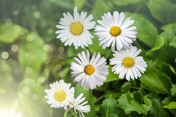 Beautiful daisies in the sun. Spring bright landscape with daisy wildflowers in the meadow. Spring and summer background with wildflowers.