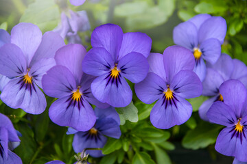 Violet pansy flowers, vivid spring colors against a lush green background. Macro images of flower faces. Pansies in the garden